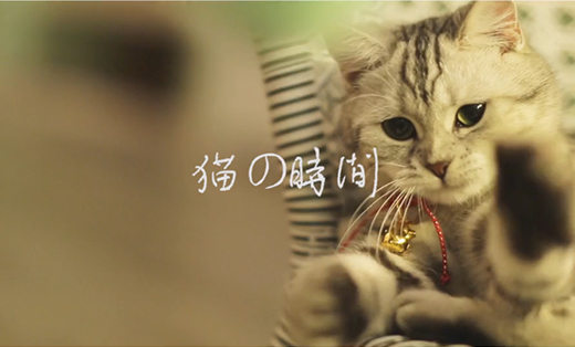 猫咖宣传片拍摄剪辑