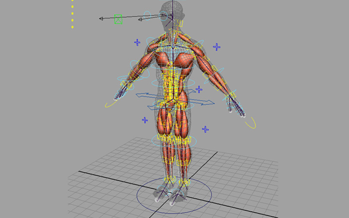 maya2015人物骨骼绑定蒙皮为什么一移动骨骼和建模分开?