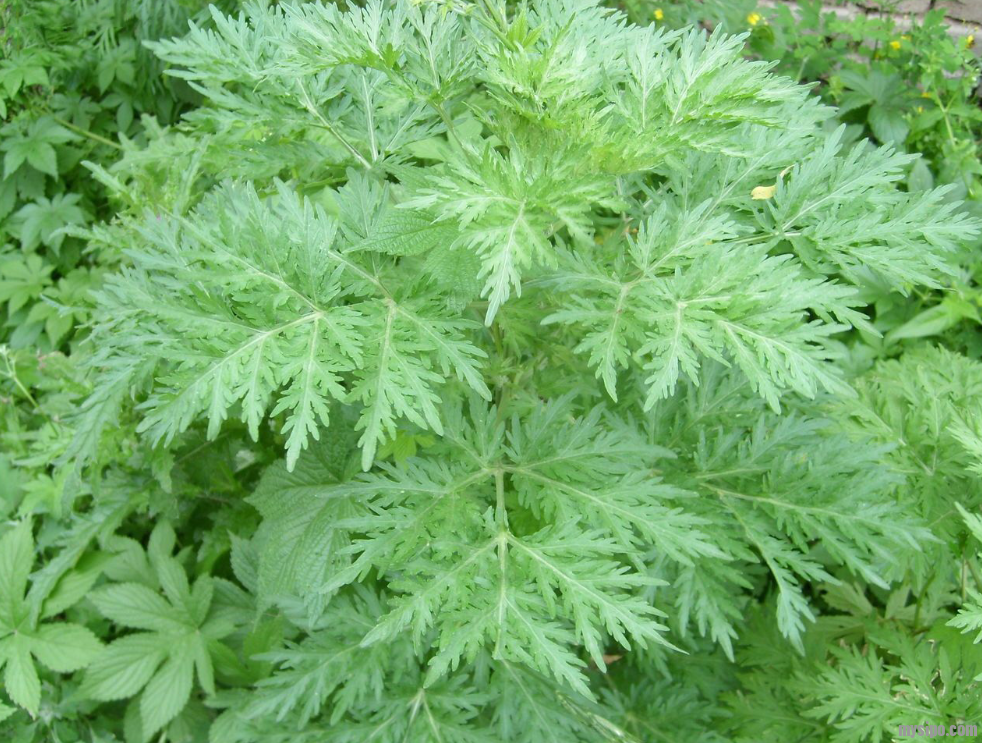 科粤视角:我国青蒿素专利权背后的故事