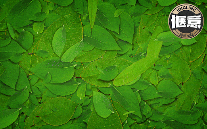 睛灵品牌定制丨创始于2009