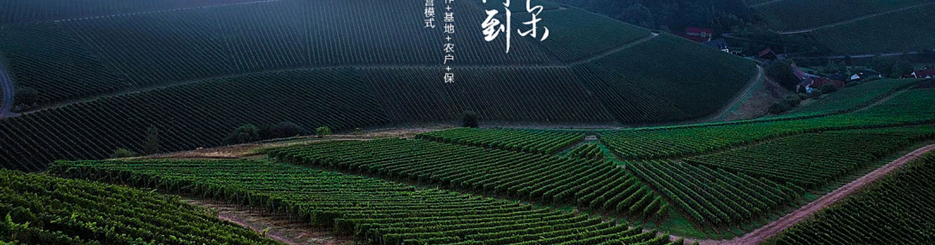 光榮網(wǎng)絡(luò)光榮文創(chuàng)